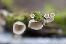 Attēlu rezultāti vaicājumam “Rimbachia neckerae”