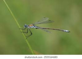 Attēlu rezultāti vaicājumam “Lestes dryas female”