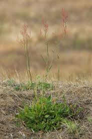 Attēlu rezultāti vaicājumam “Rumex thyrsiflorus”