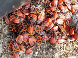 Attēlu rezultāti vaicājumam “Pyrrhocoris apterus imago”