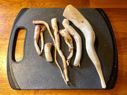 Attēlu rezultāti vaicājumam “Oenothera biennis fruit”