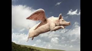 Image result for flying pigs