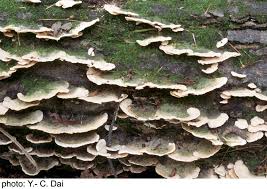 Attēlu rezultāti vaicājumam “Oxyporus corticola”