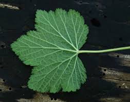 Attēlu rezultāti vaicājumam “Ribes nigrum leaf”