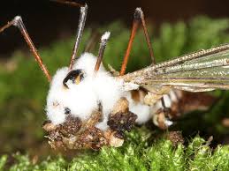 Attēlu rezultāti vaicājumam “Entomophthora”