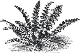 Attēlu rezultāti vaicājumam “Galium album”