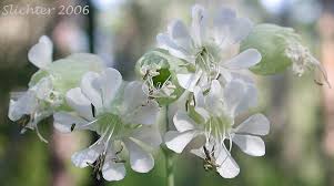 Attēlu rezultāti vaicājumam “Silene vulgaris leaf”