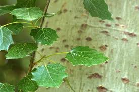 Attēlu rezultāti vaicājumam “Populus x canescens leaf”