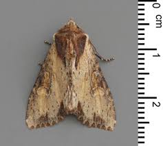 Attēlu rezultāti vaicājumam “Apamea epomidion”