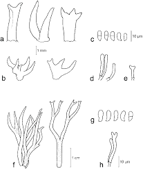 Attēlu rezultāti vaicājumam “Calocera pallidospathulata”