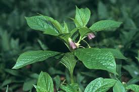 Attēlu rezultāti vaicājumam “Scopolia carniolica leaf”