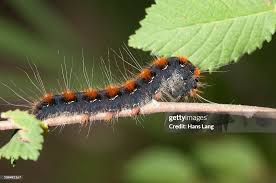 Attēlu rezultāti vaicājumam “Eriogaster lanestris”