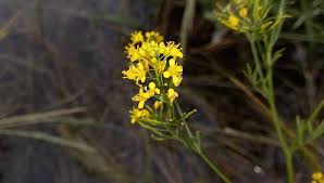 Attēlu rezultāti vaicājumam “Rorippa sylvestris leaf”