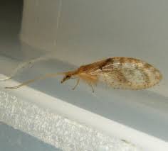 Attēlu rezultāti vaicājumam “Hemerobius perelegans”