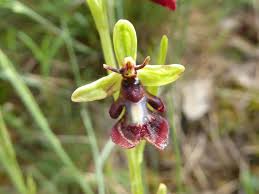 Attēlu rezultāti vaicājumam “Ophrys insectifera”