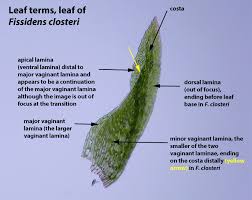 Attēlu rezultāti vaicājumam “Fissidens bryoides sporophyte”