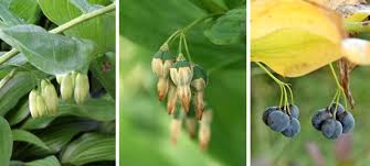 Attēlu rezultāti vaicājumam “Polygonatum odoratum flower”