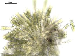 Attēlu rezultāti vaicājumam “Plagiothecium nemorale”