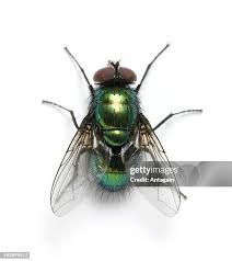 Attēlu rezultāti vaicājumam “Muscidae”