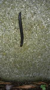 Attēlu rezultāti vaicājumam “Ommatoiulus sabulosus aimatopodus”