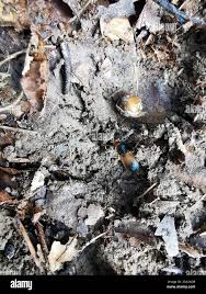 Attēlu rezultāti vaicājumam “Diachromus germanus”