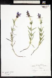 Attēlu rezultāti vaicājumam “Dracocephalum ruyschiana”