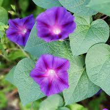 Image result for Ipomoea purpurea