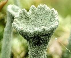 Attēlu rezultāti vaicājumam “Cladonia fimbriata”