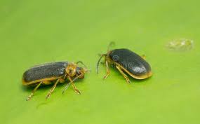 Attēlu rezultāti vaicājumam “Galerucella nymphaeae”