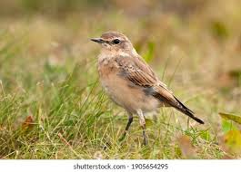 Attēlu rezultāti vaicājumam “Oenanthe oenanthe juvenile”