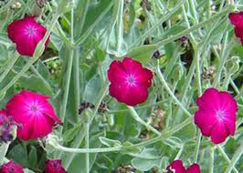 Image result for Lychnis coronaria