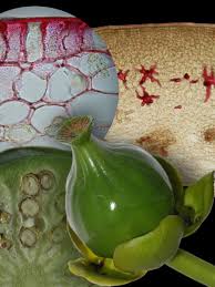 Attēlu rezultāti vaicājumam “Nuphar lutea fruit”