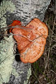 Attēlu rezultāti vaicājumam “Pycnoporus cinnabarinus”