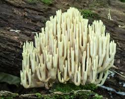Attēlu rezultāti vaicājumam “Ramaria stricta”
