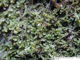 Attēlu rezultāti vaicājumam “Leiocolea rutheana”