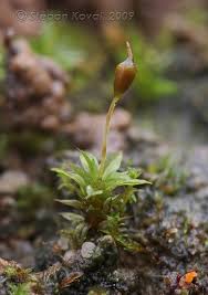 Attēlu rezultāti vaicājumam “Tortula truncata”
