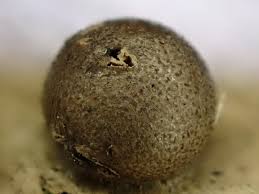 Attēlu rezultāti vaicājumam “Reticularia lobata spores”