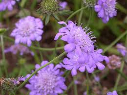 Image result for Scabiosa col.`Butterfly Blue`