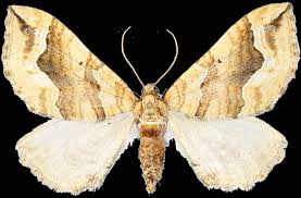 Attēlu rezultāti vaicājumam “Pelurga comitata”