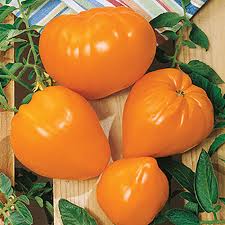 Afbeeldingsresultaat voor erdie family oxheart tomato