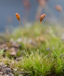 Attēlu rezultāti vaicājumam “Dicranella cerviculata”