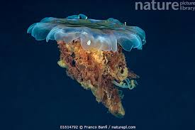 Image result for Cyanea capillata