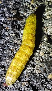 Attēlu rezultāti vaicājumam “Noctua fimbriata larva”