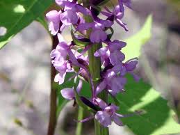 Attēlu rezultāti vaicājumam “Gymnadenia conopsea flower”