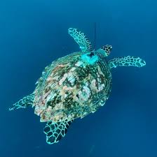 Image result for Eretmochelys imbricata