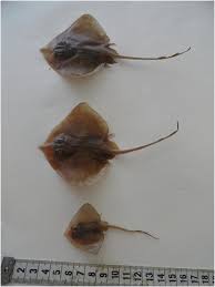 Image result for Raja clavata