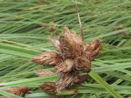 Attēlu rezultāti vaicājumam “Bolboschoenus maritimus flower”