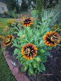 Attēlu rezultāti vaicājumam “Rudbeckia hirta var. hirta flower”