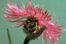 Attēlu rezultāti vaicājumam “Centaurea jacea leaf”