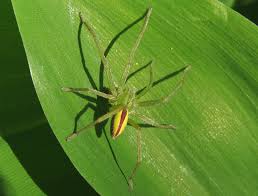 Attēlu rezultāti vaicājumam “Micrommata virescens”